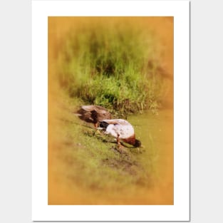 ducks feeding at Trojan pond, near Goble, Oregon Posters and Art